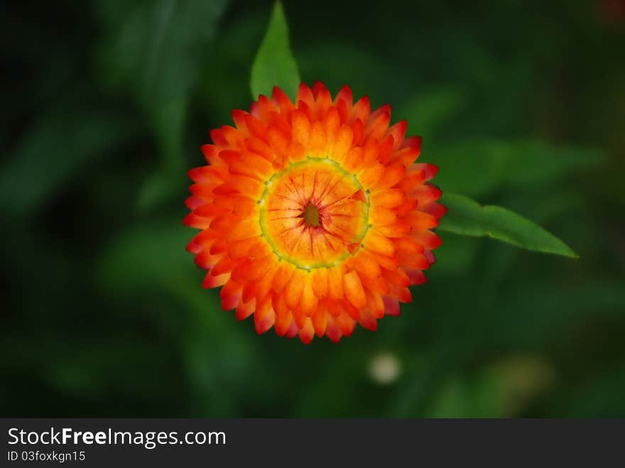 Beautiful helichrysum flowers suitable for drying