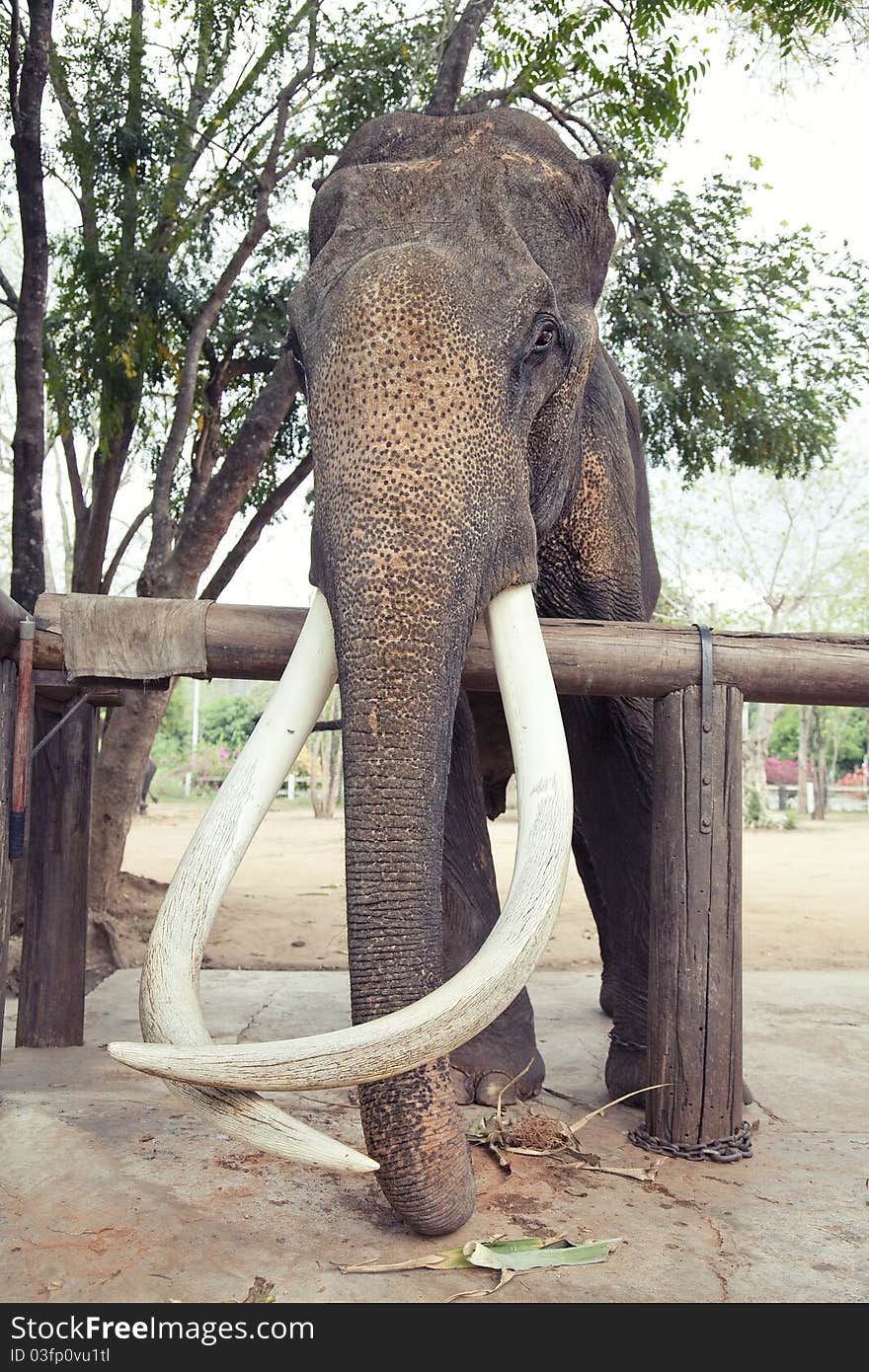 Old-age indian elephant photo