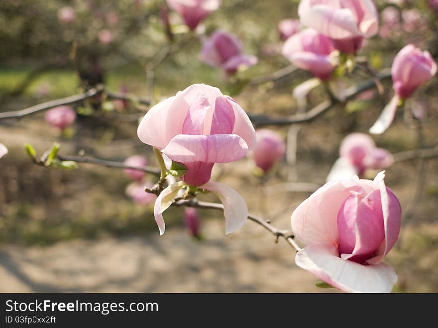 Pink Magnolia In Bloom