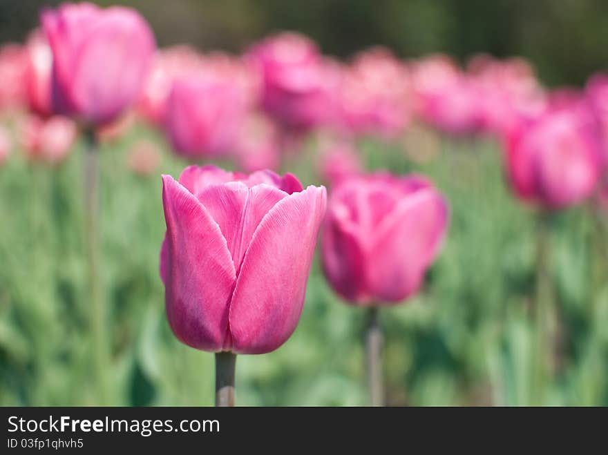 Tulips