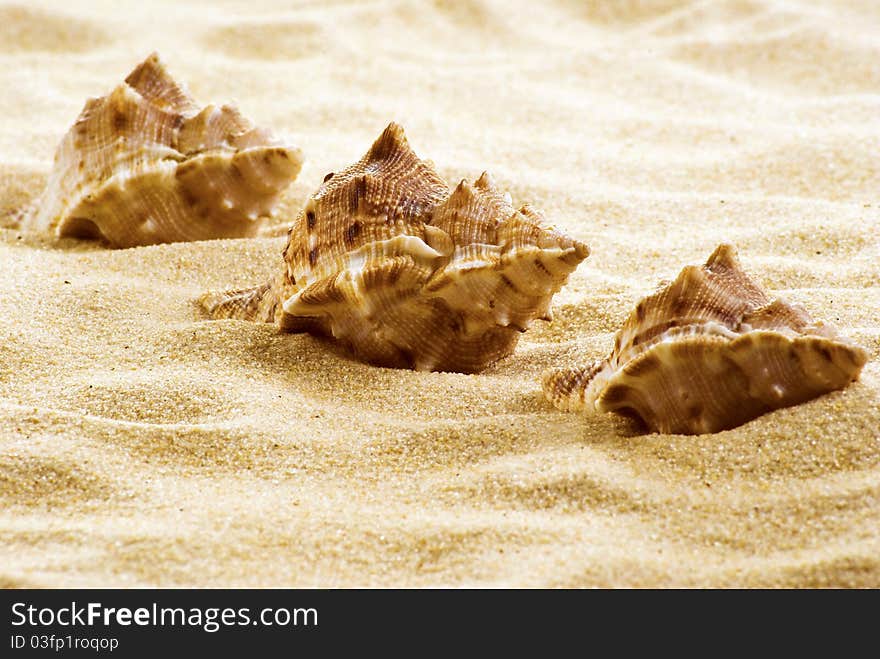 Three sea shells on the beach