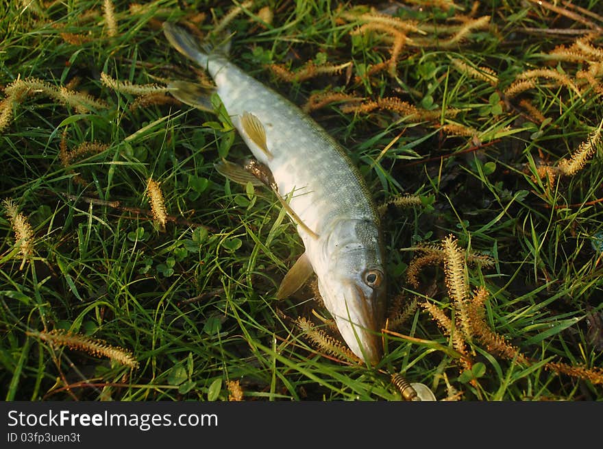 Pike fish, Esox Lucius, posed on grass