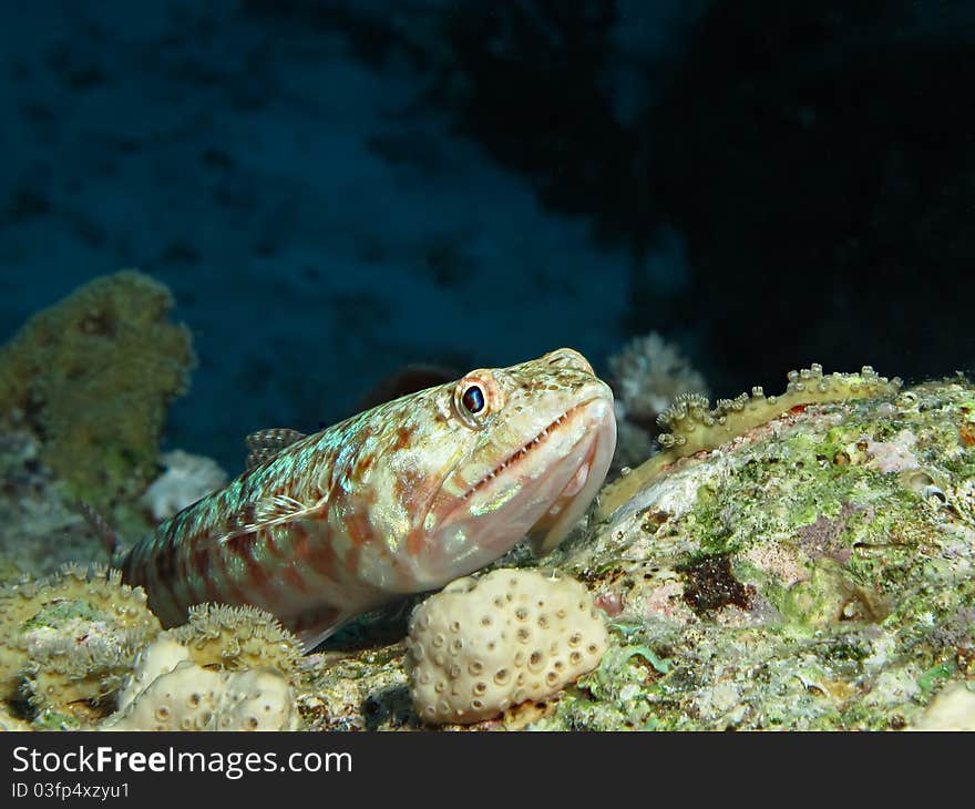 Lizardfish