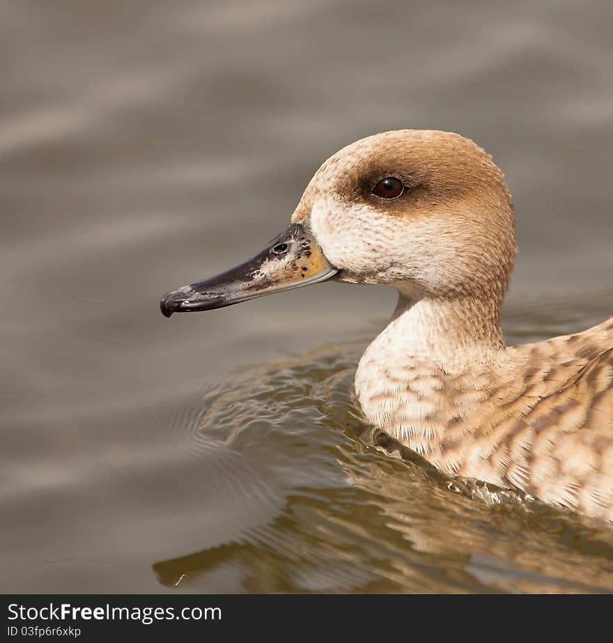 Close-up of the marbled Duck (Marmaronetta angustirostris) showing it´s distinctive simple-colored face. Close-up of the marbled Duck (Marmaronetta angustirostris) showing it´s distinctive simple-colored face.