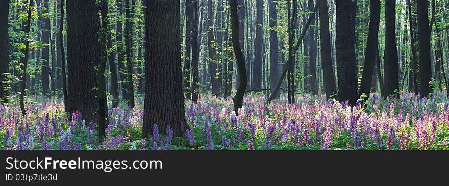 The first spring flowers in wood