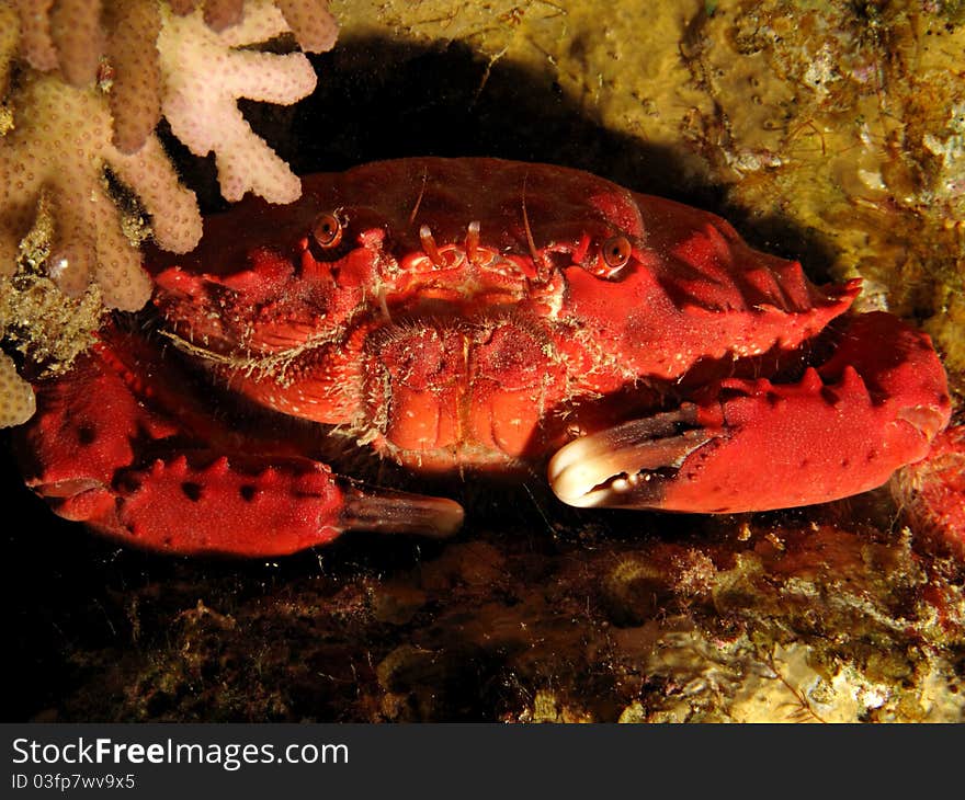 Splendid Spooner coral crab