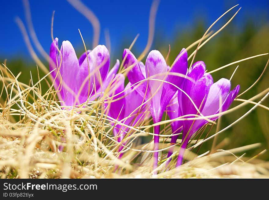 Blossoming crocuses