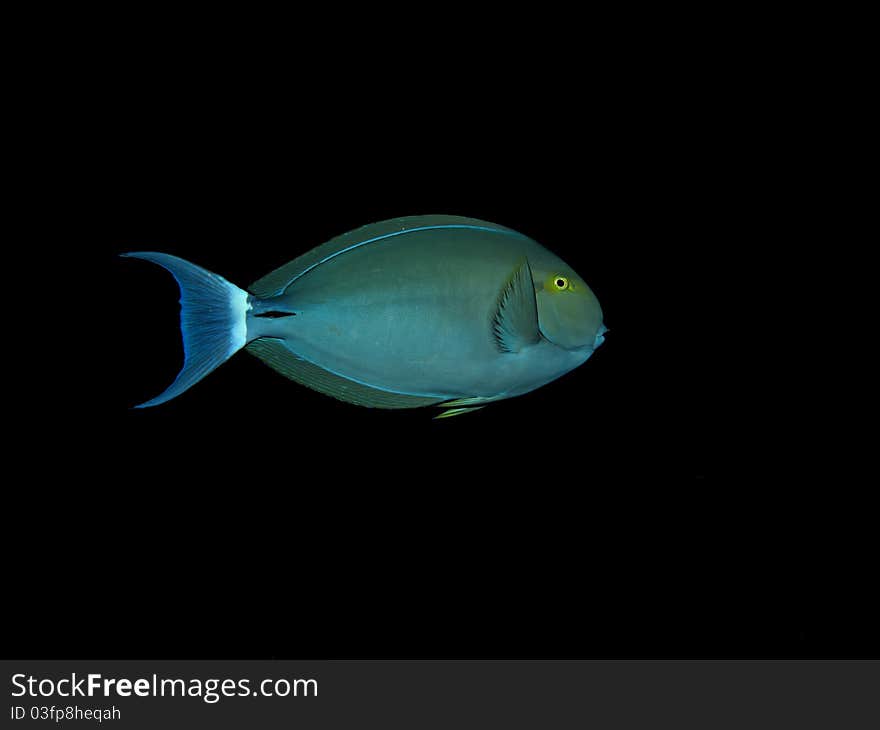 Bluespine Unicornfish