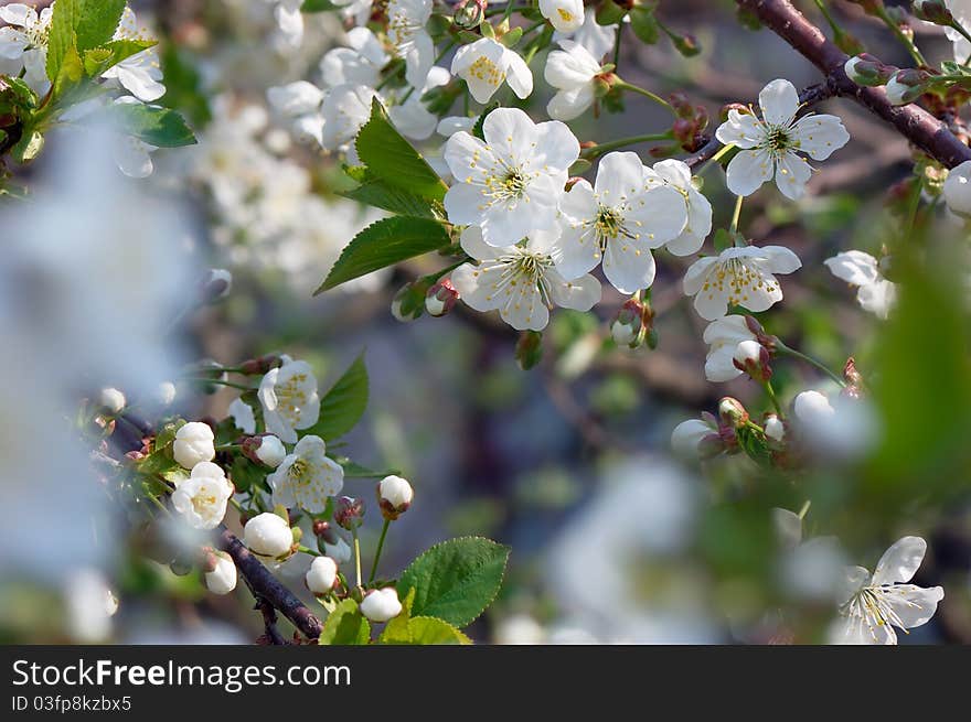 Natural background for design with a blossoming branch of a sweet cherry