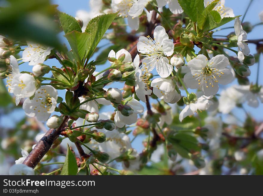 Natural background for design with a blossoming branch of a sweet cherry