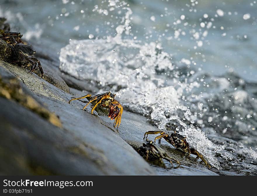 Two crabs on a rock with the waves splashing in the background. Two crabs on a rock with the waves splashing in the background.