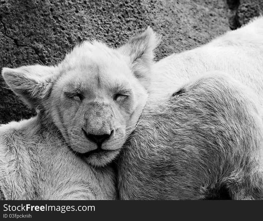 Lion cubs sleeping