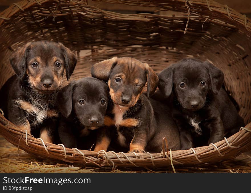 Four dachshund puppies purebred in basket. One from them winking at you. Four dachshund puppies purebred in basket. One from them winking at you