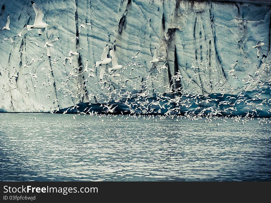 Seagulls near the huge iceberg. Seagulls near the huge iceberg