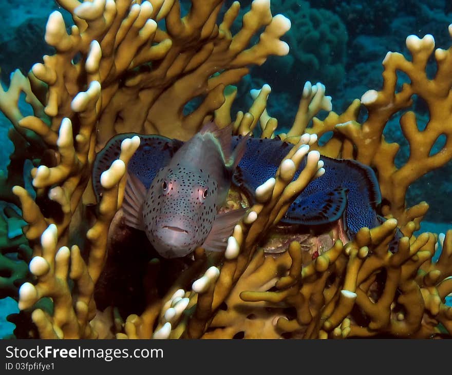 Freckled Hawkfish