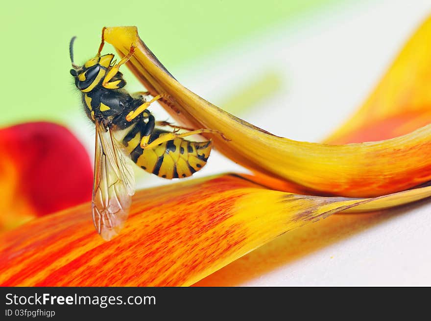 Details of European Wasp sit on tulip