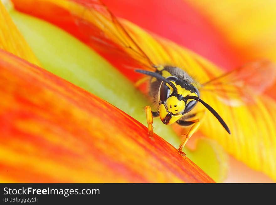 Details of European Wasp sit on tulip