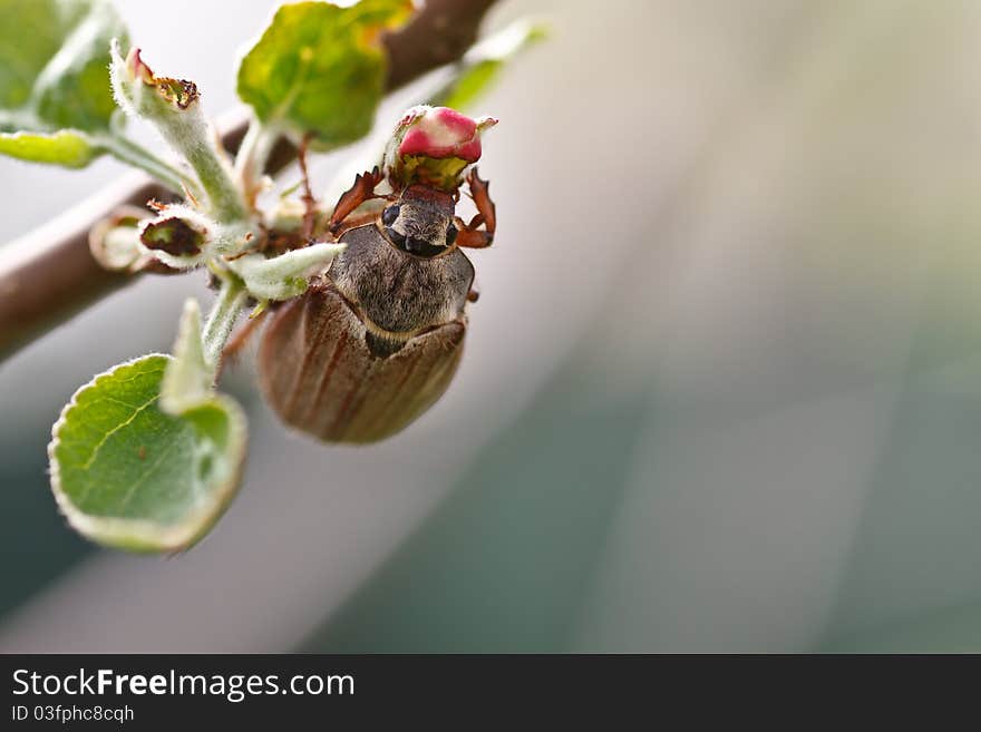 Chafer sitting on a flower apple