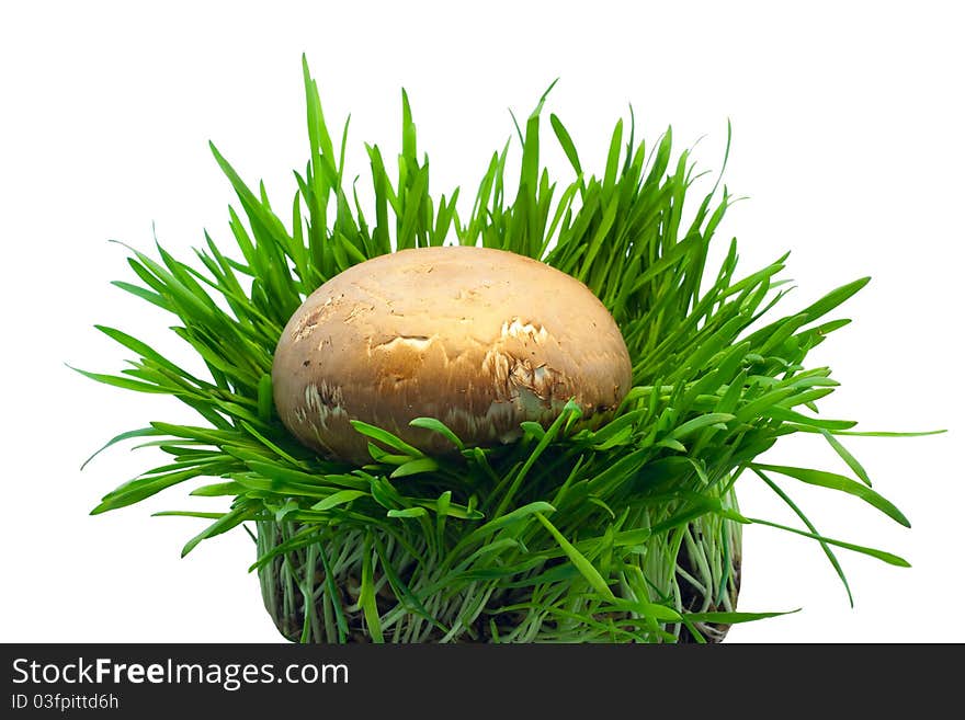 Mushroom In Grass