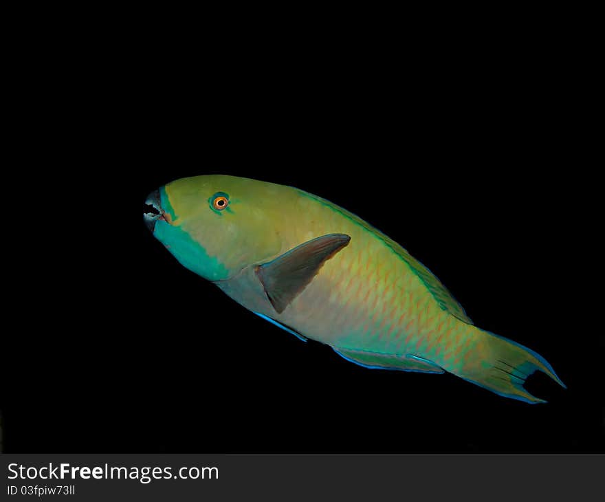 Parrotfish