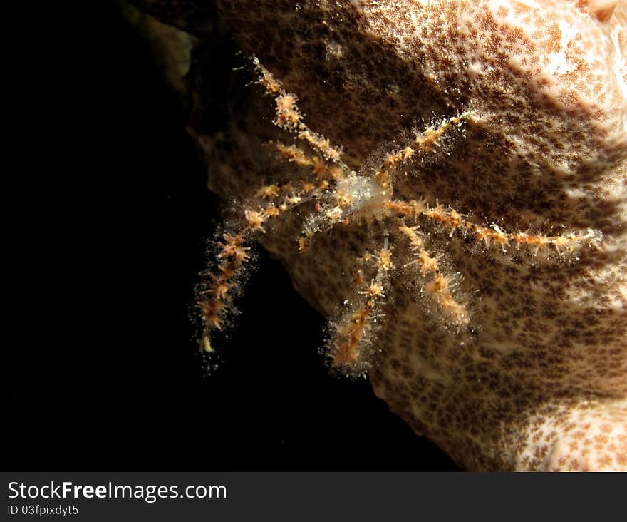 Soft Coral Spider Crab