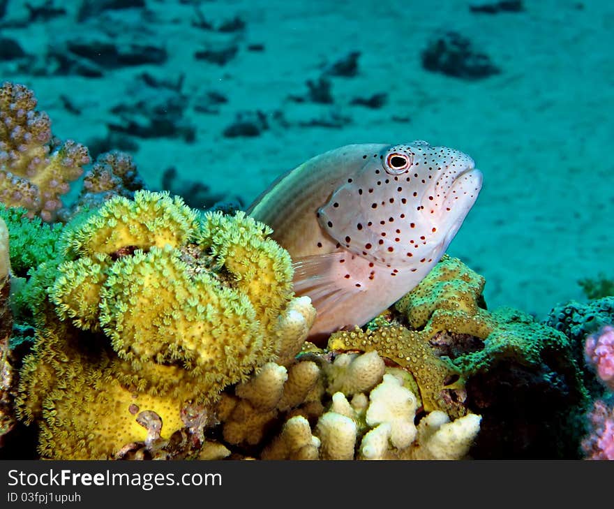 Freckled hawkfish