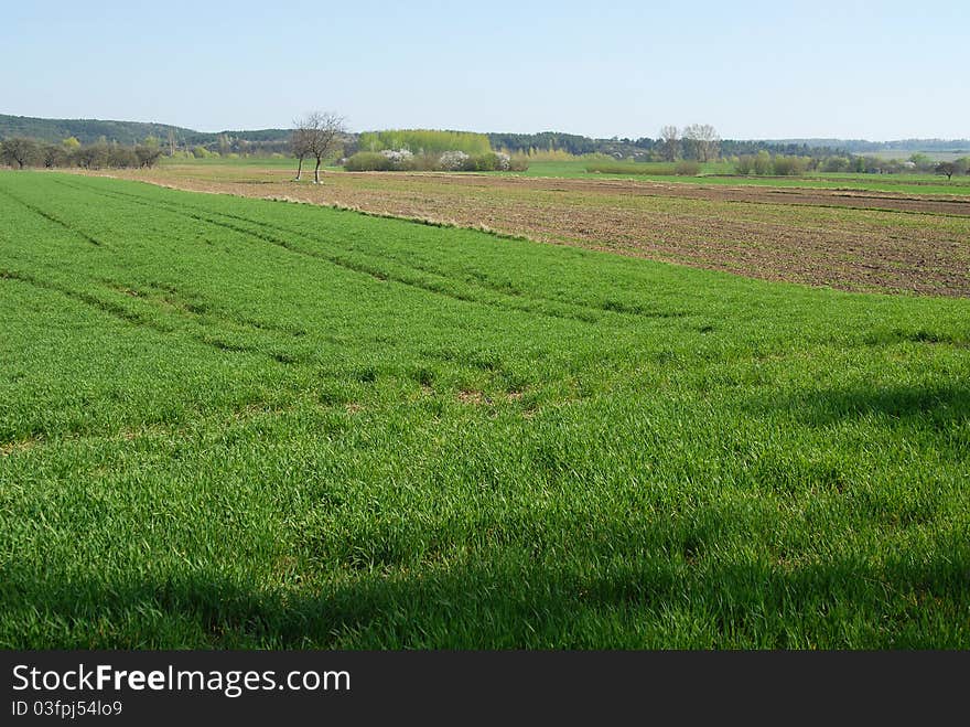 Beautiful spring field , green landscape