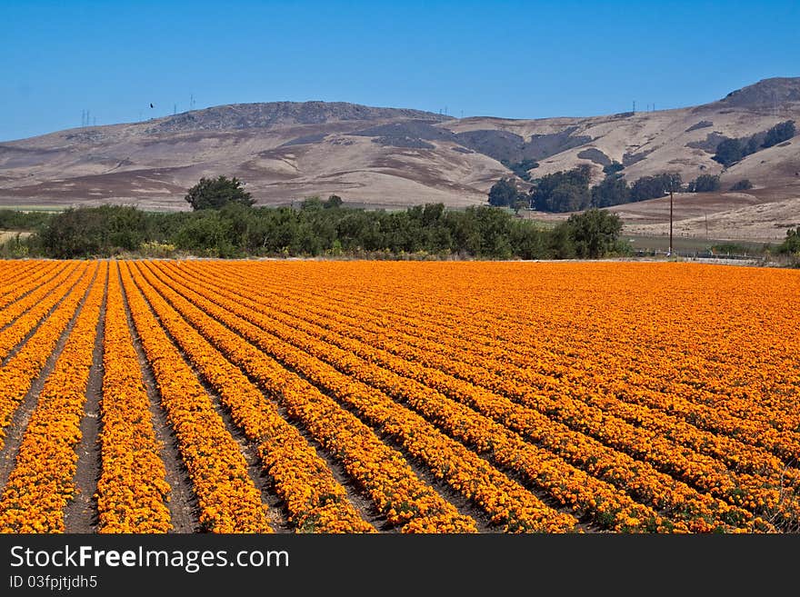 Orange flower box in front of large hills,. Orange flower box in front of large hills,