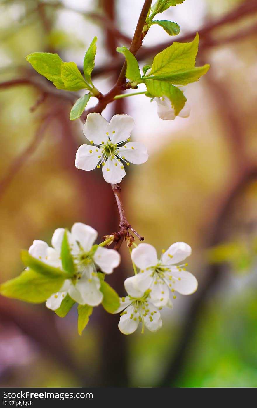 Close up shot of a branch with young blossoms in spring