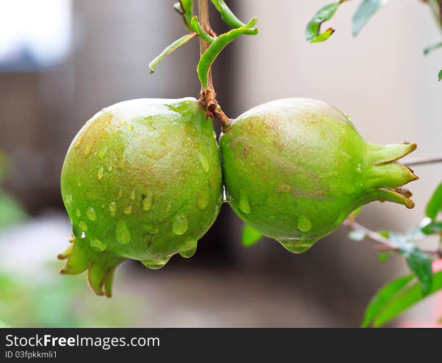 Kaffir lime in the garden