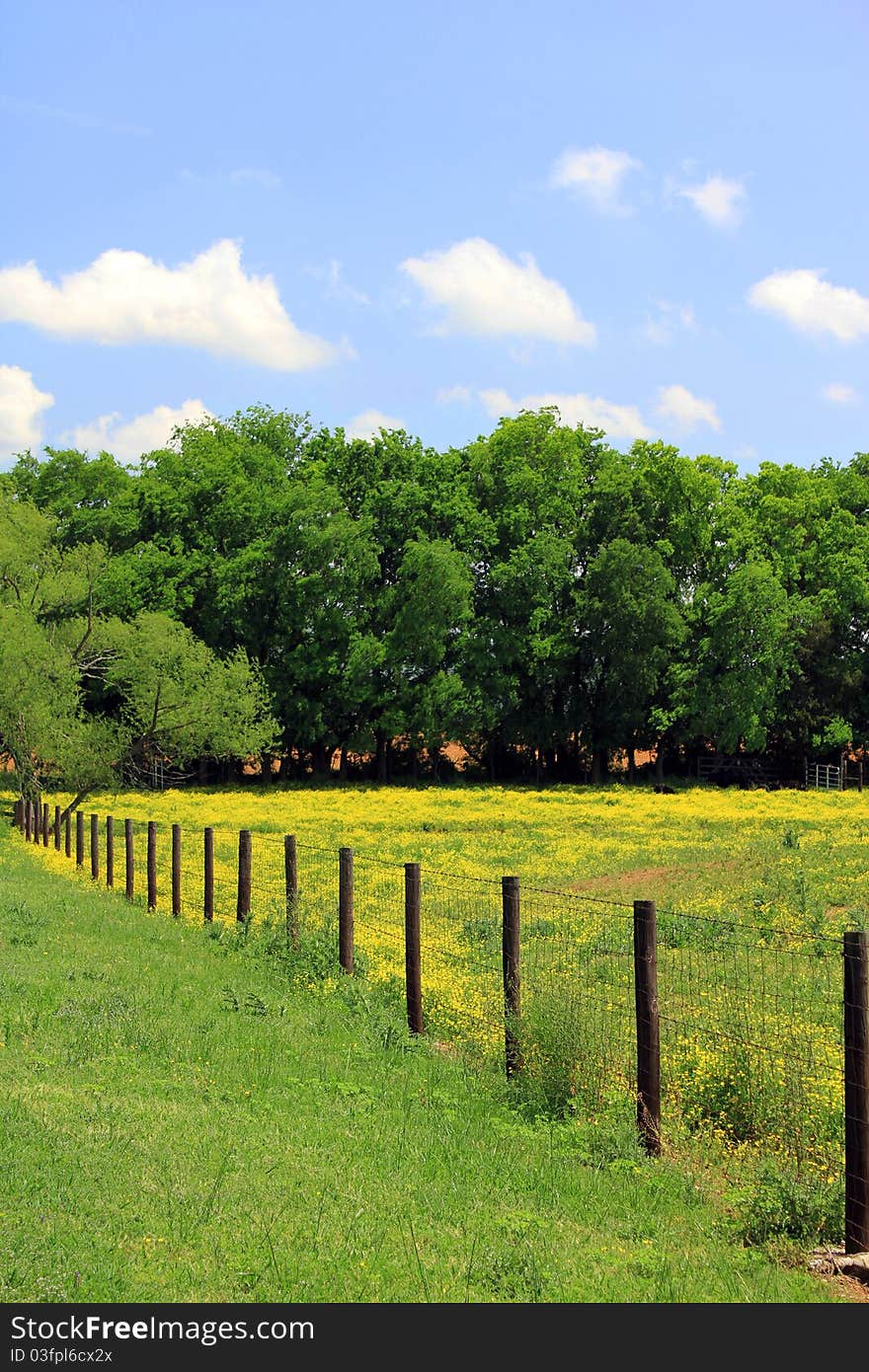 Pasture with yellow flowers and fence