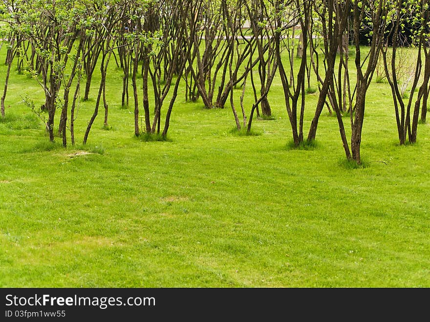 Green beauty park