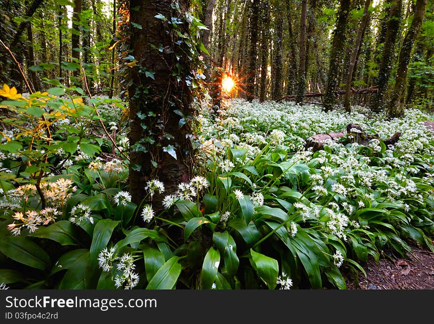 Rising Sun In Spring Forest