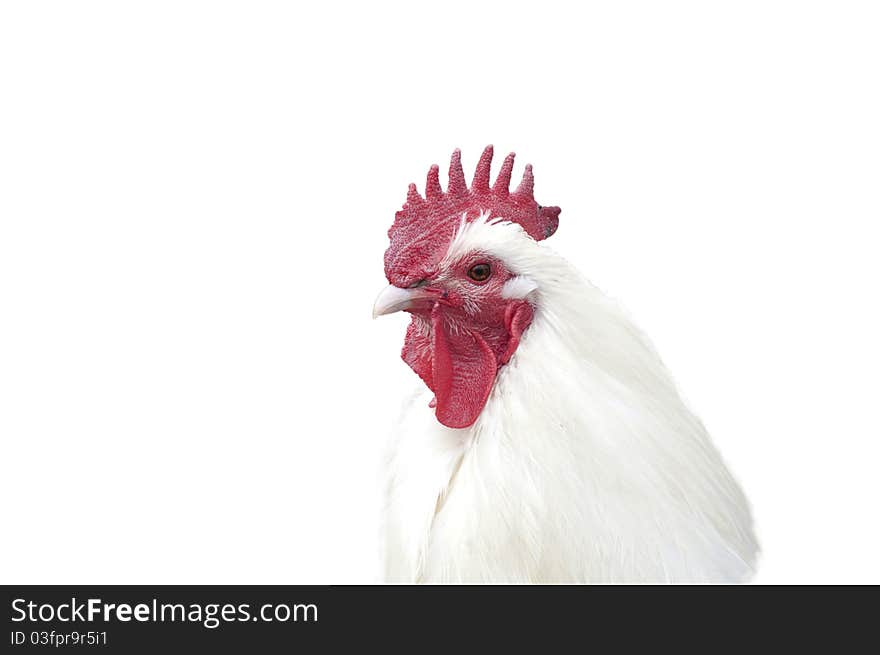 Rooster portrait isolated on white