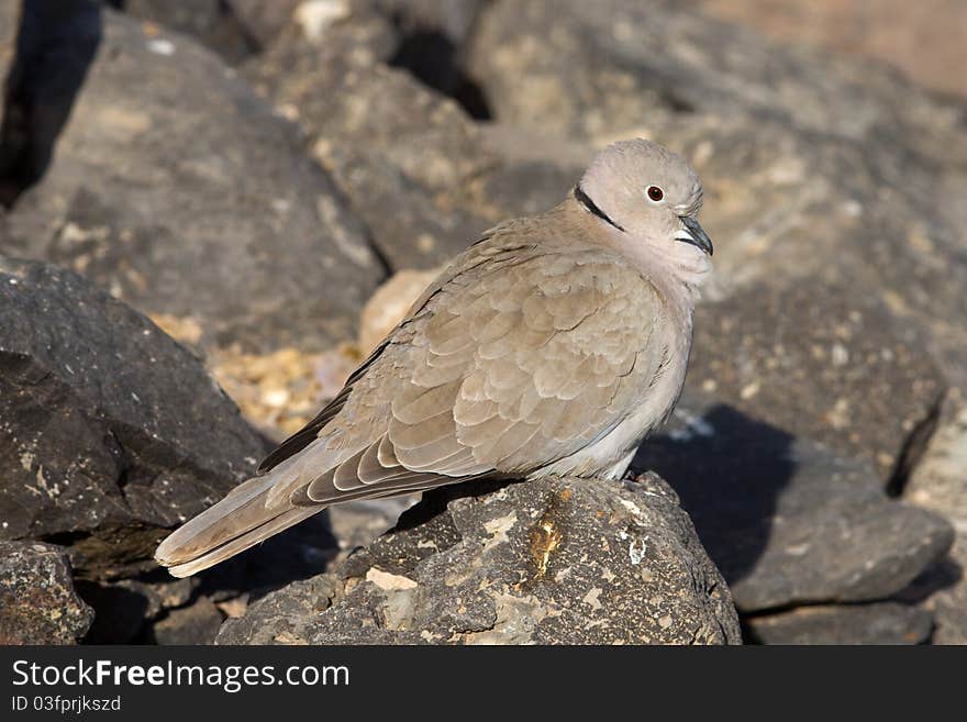 Collard Dove (Streptopelia decaocta) from the canary islands