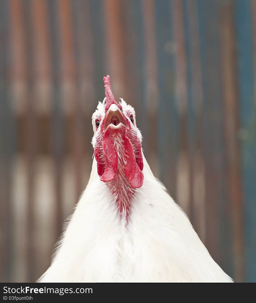 Portrait of rooster singing close up