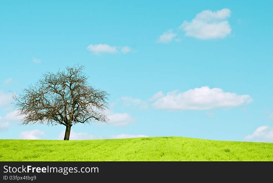 Oak trees in a wheat field