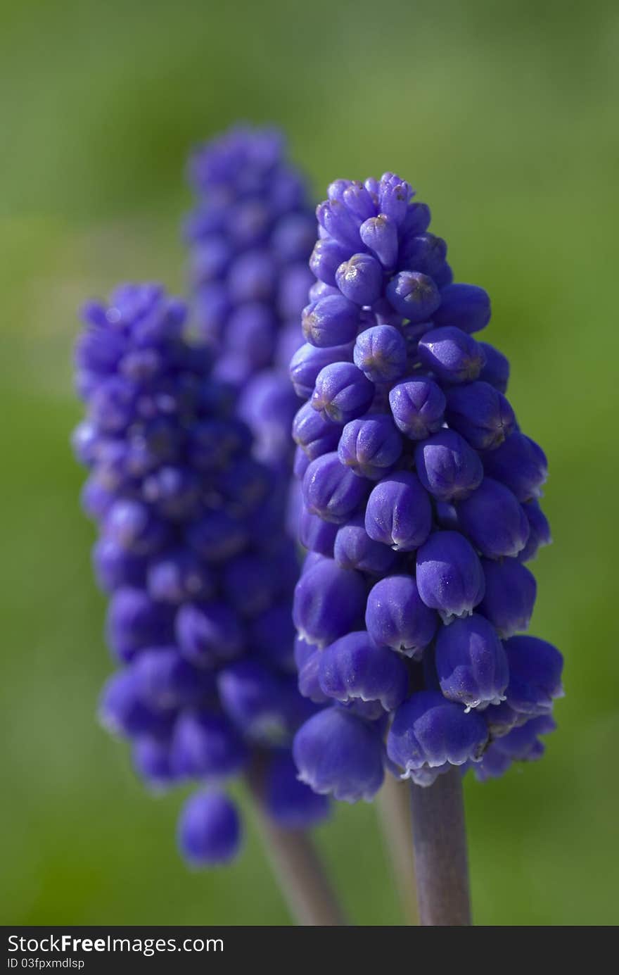 Grape hyacinth