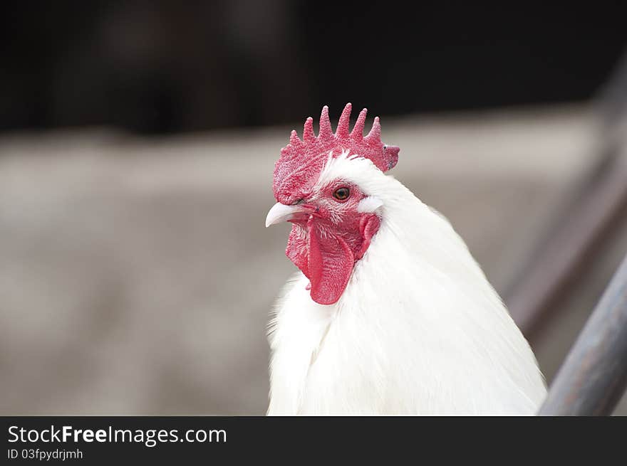 Portrait of rooster on farm land. Portrait of rooster on farm land