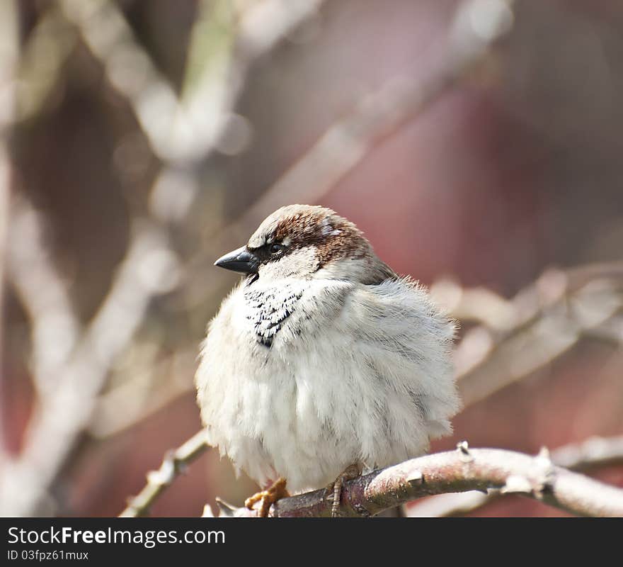 Sparrow sitting on branch