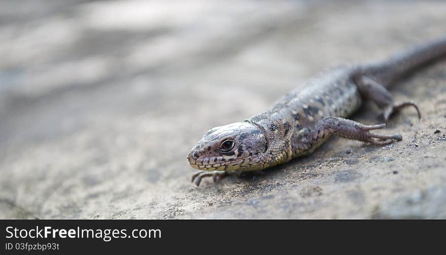 Close up view of lizard on stone. Close up view of lizard on stone