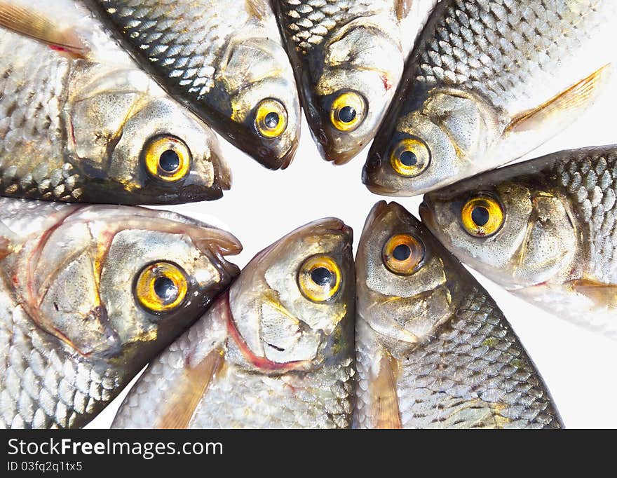 Fish head isolated on white - marine life - sea food conceptual image. Fish head isolated on white - marine life - sea food conceptual image