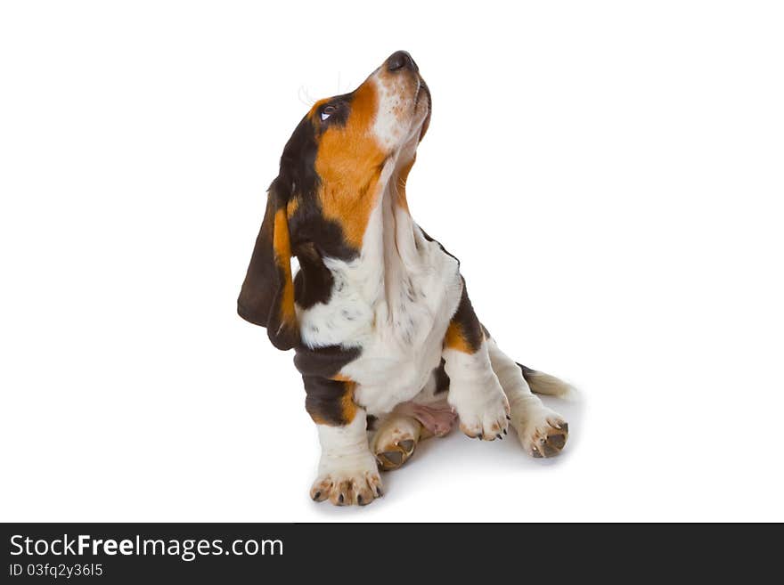 Cute basset puppy on white background - studio shot.