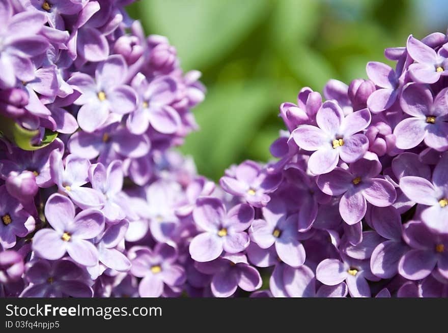 Close-up beautiful lilac flower. Close-up beautiful lilac flower