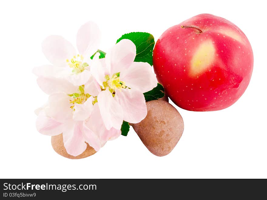 Apple, apple flowers and stones on a white background