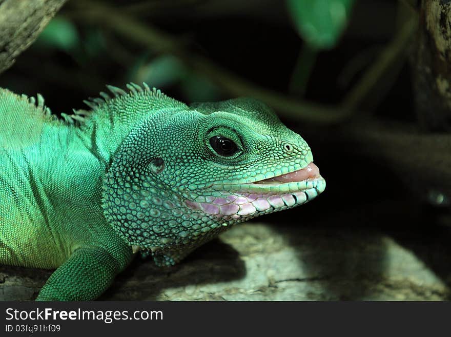 Chinese water dragon