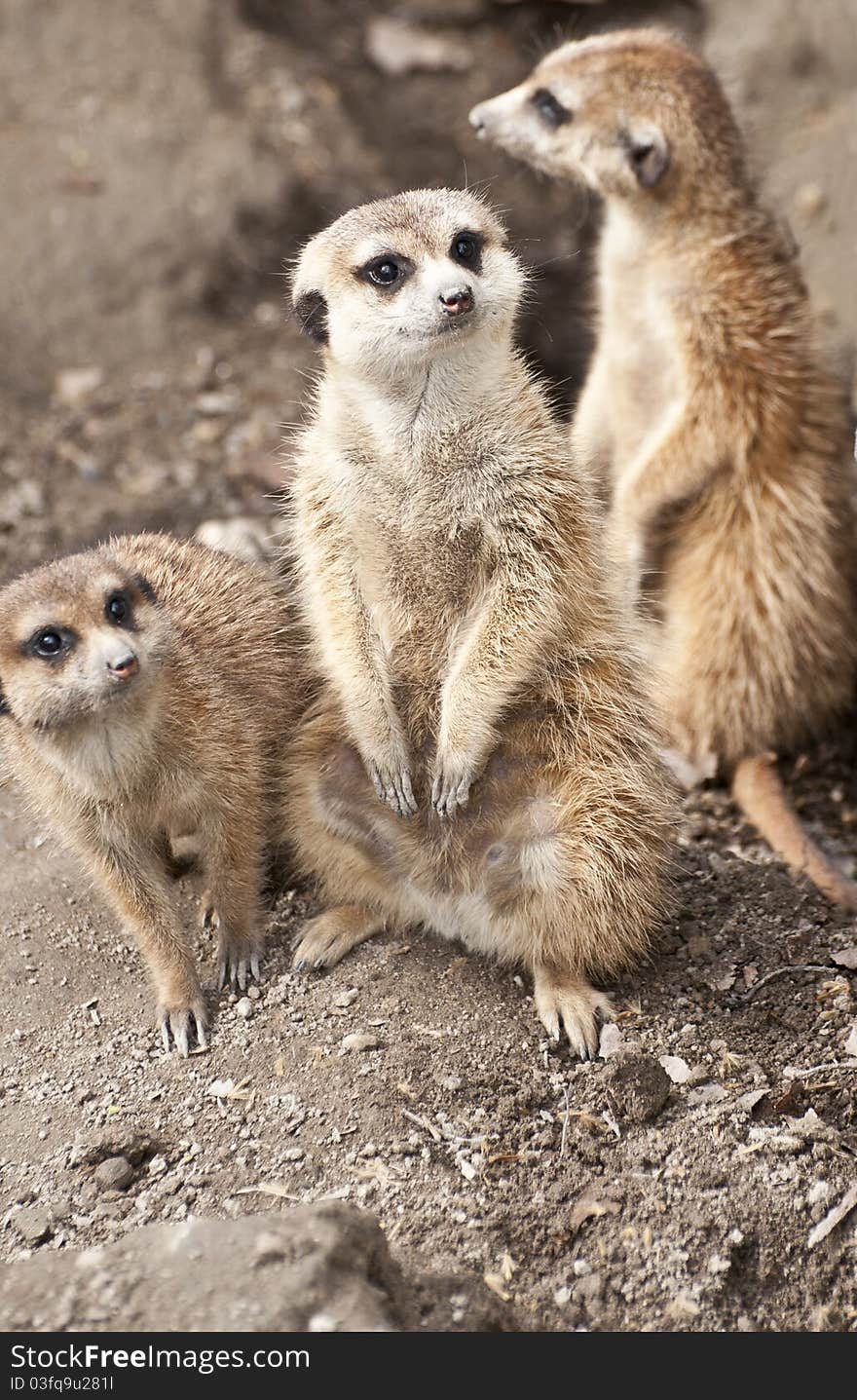 Group of Meerkat family looking at camera