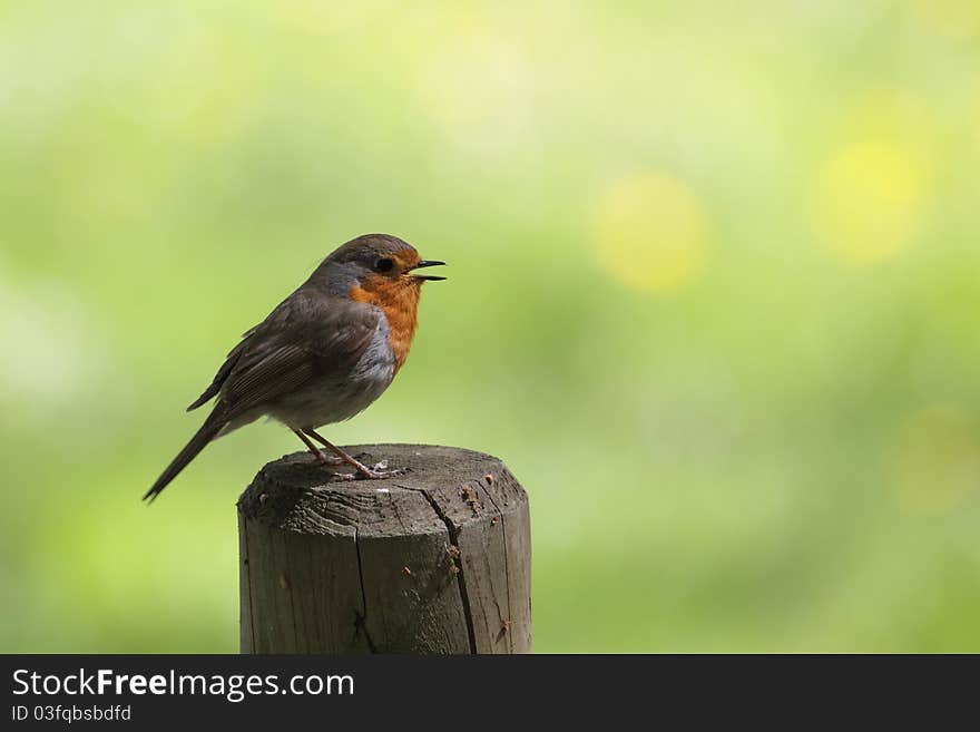 European robin