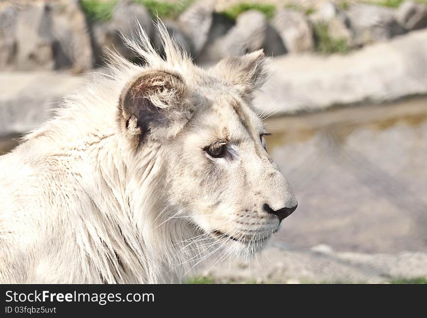 White lion puppy