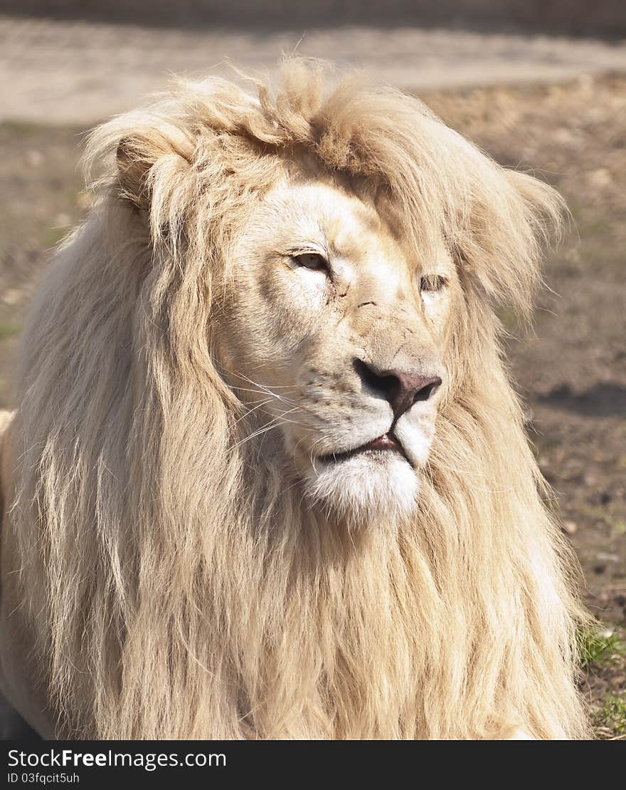 Large male white lion portrait